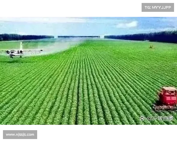 小麦国家队表现出色的五大关键因素解析与深度剖析